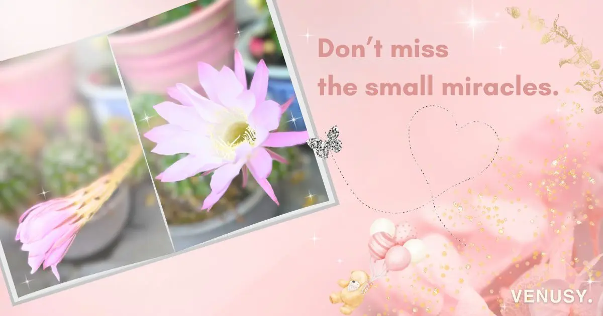 A soft pink cactus flower in bloom, with a gentle bear and butterfly showing the message: Don’t miss the small miracles. From VENUSY.