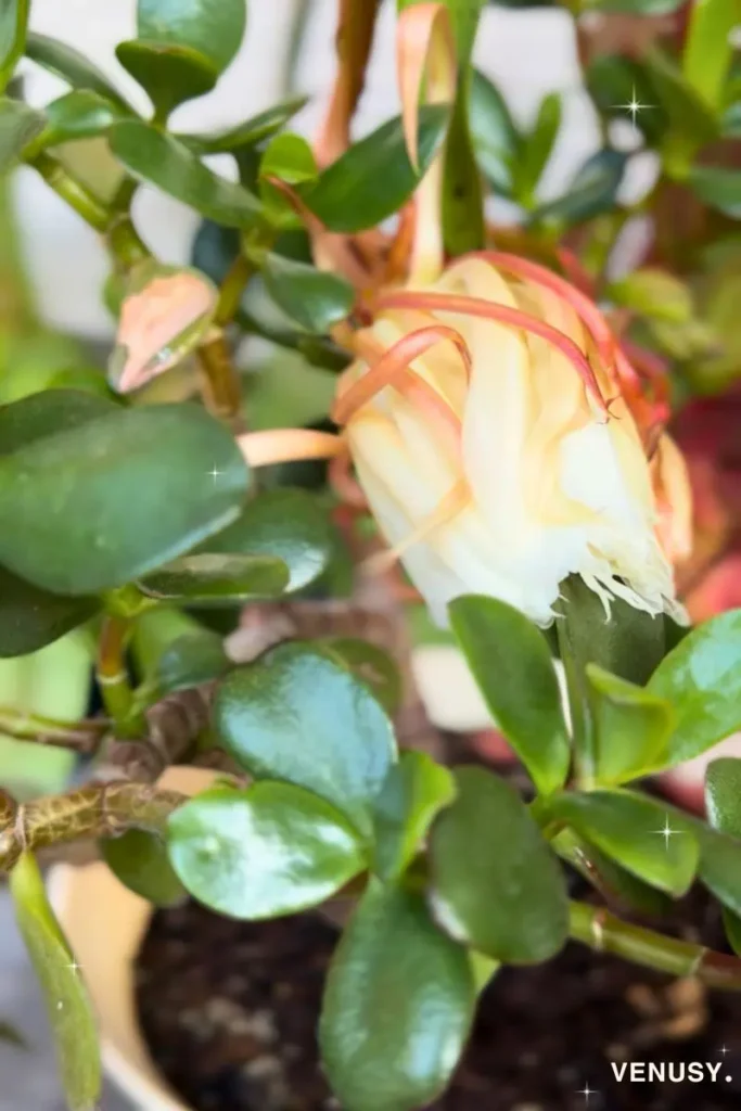 The flower after blooming the next morning
