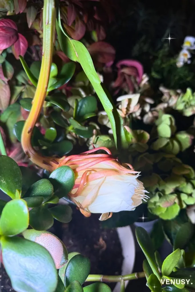 Queen of the Night flower beginning to bloom at 9:00 PM