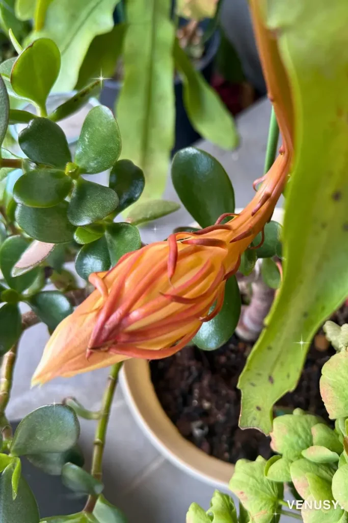 Queen of the Night flower bud before blooming at 2:15 PM