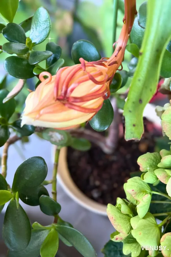 Queen of the Night flower bud preparing to bloom at 6:30 PM