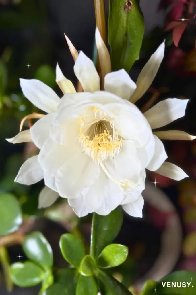 Queen of the Night flower in full bloom at 1:00 AM