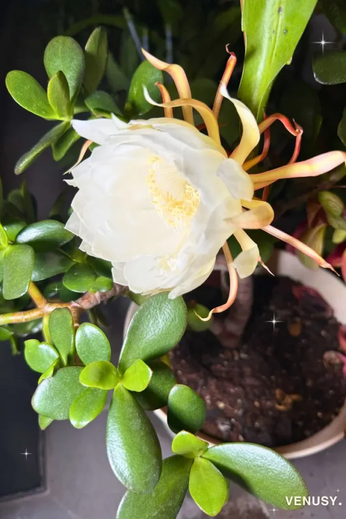 Queen of the Night flower almost in full bloom at 11:00 PM