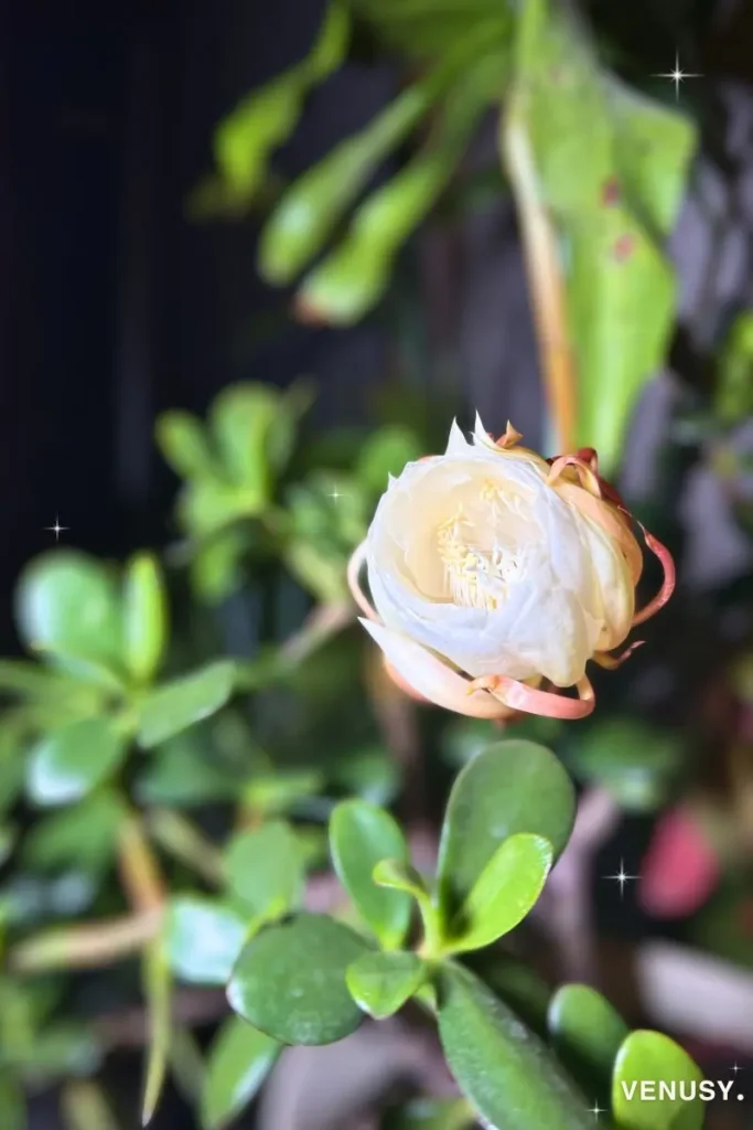 Queen of the Night flower slowly opening at night