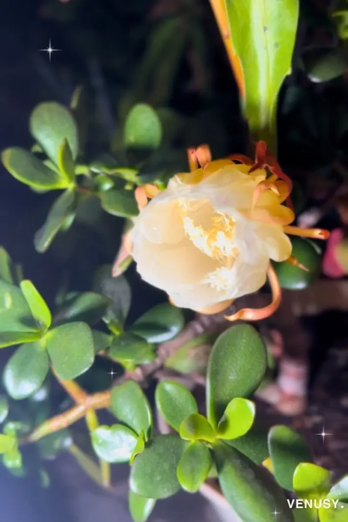 Queen of the Night flower opening beautifully at 10:10 PM