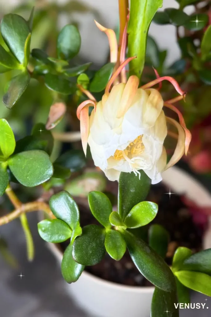 The flower beginning to wilt at 5:30 AM